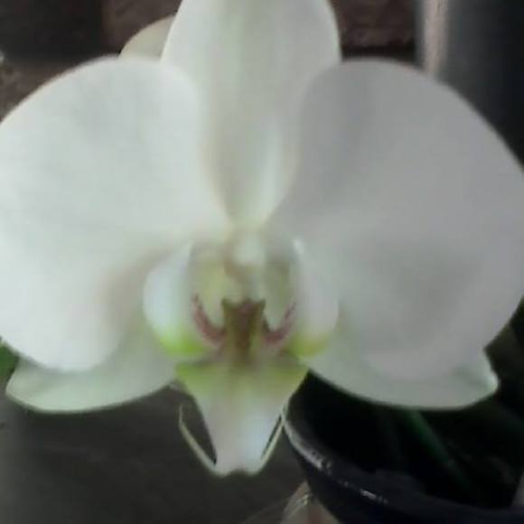 Meet your Posher, Lisa - Picture 1 of 1